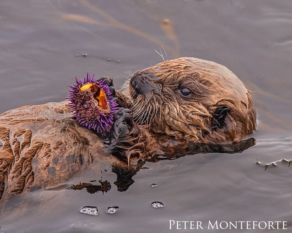 Young southern sea otter with purple sea urchin