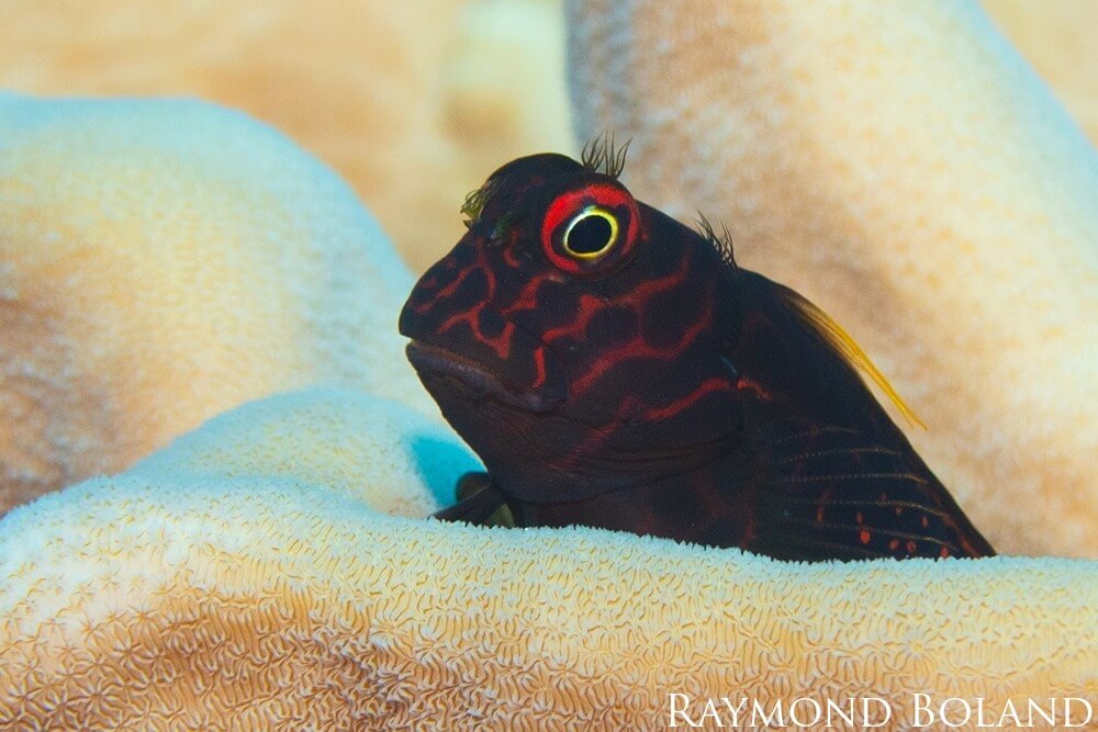 A dark colored reticulated blenny perches on a yellow coral