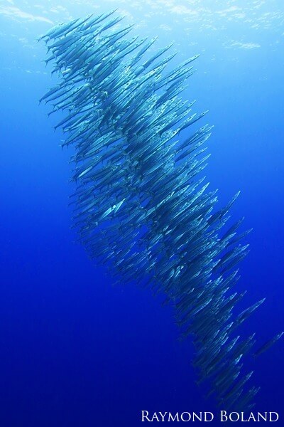 A school of silver fish in blue water