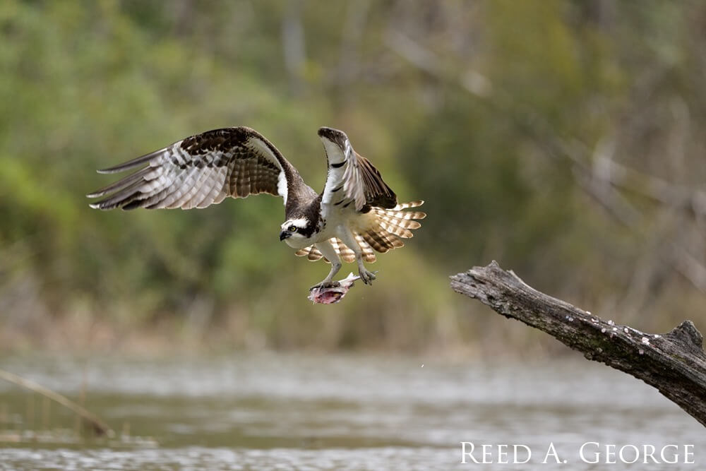 Osprey holding prey