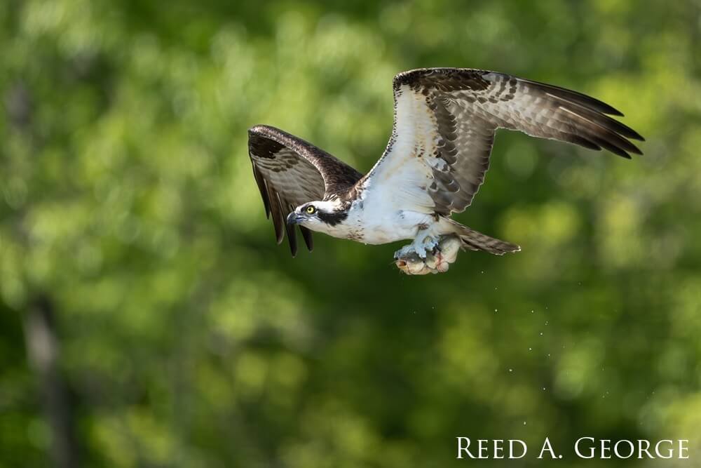 Osprey in flight holding prey