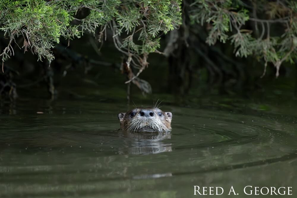 River otter with head out of the water in Mallows Bay-Potomac River National Marine Sanctuary