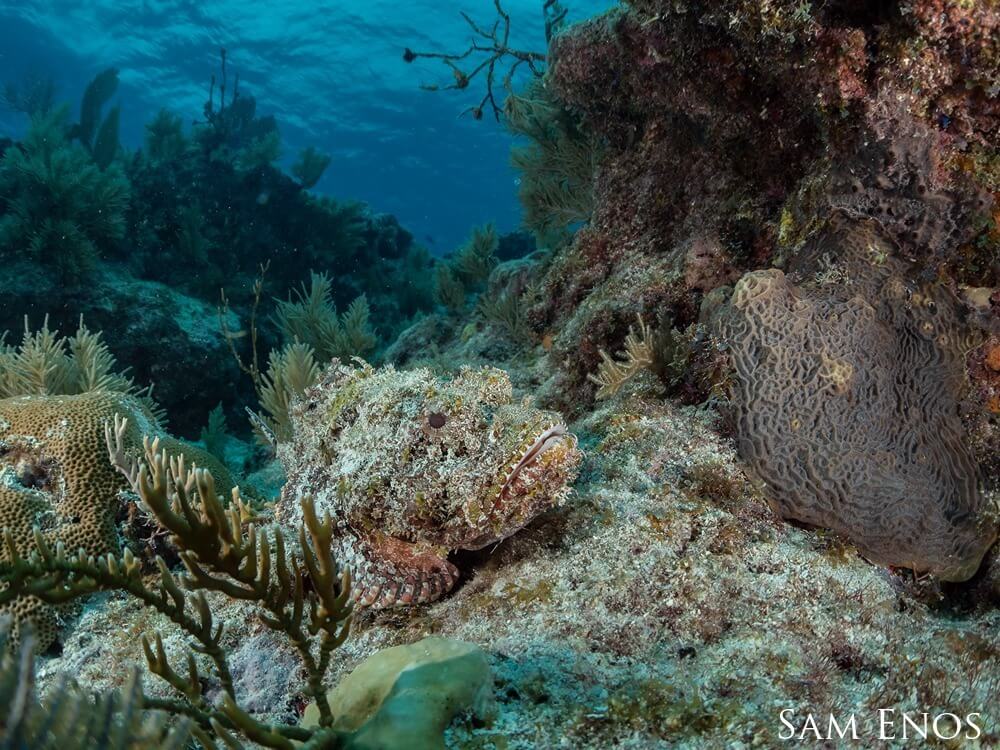 Scorpion fish perched on a ledge