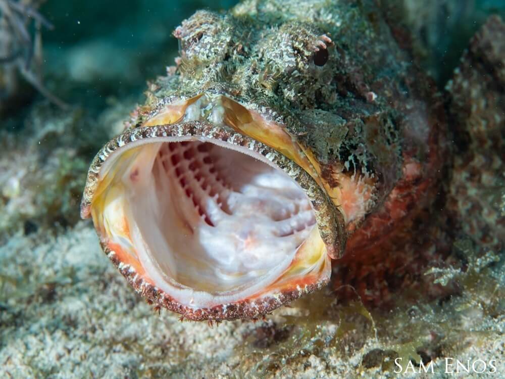 Lucky shot of a 'yawn'. This scorpionfish was on the move and stretching its jaws