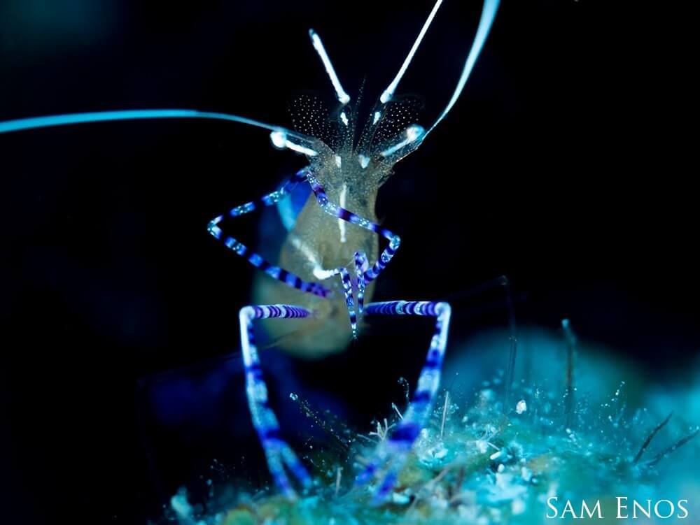 Pederson cleaner shrimp in Florida Keys National Marine Sanctuary