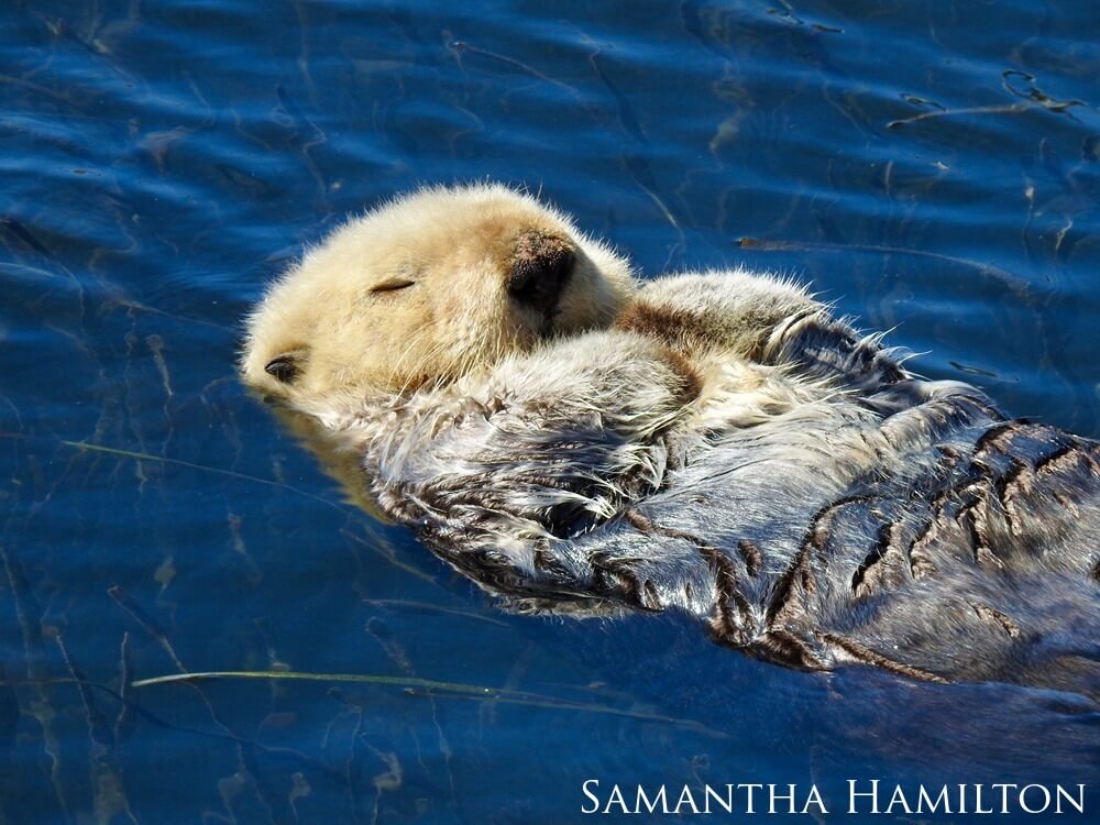 Sea otter resting on its back in seagrass