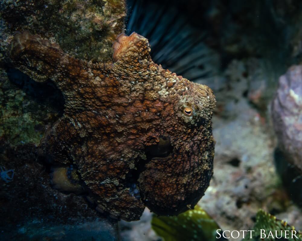 An octopus navigating through the cracks and crevices of Stetson Bank in Flower Garden Banks National Marine Sanctuary