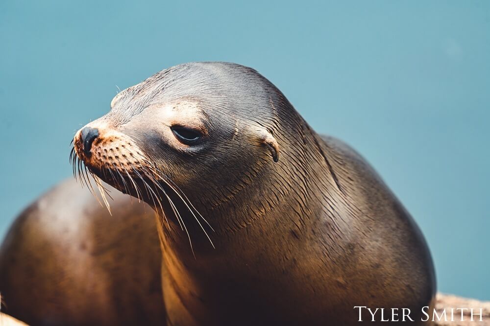 Sea lion basking in the sun at Breakwater Cove