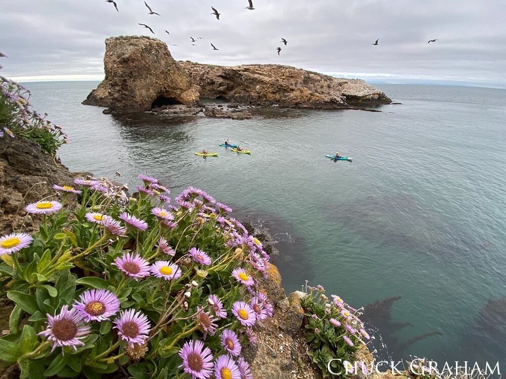 Four kayakers are seen in the water near a cliffside, purple flowers decorate the edge of the clear water as birds fly overhead.