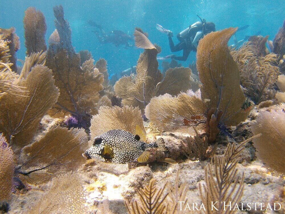 Smooth trunkfish inspects elkhorn coral planted by volunteers amongst the seafans in a reef.