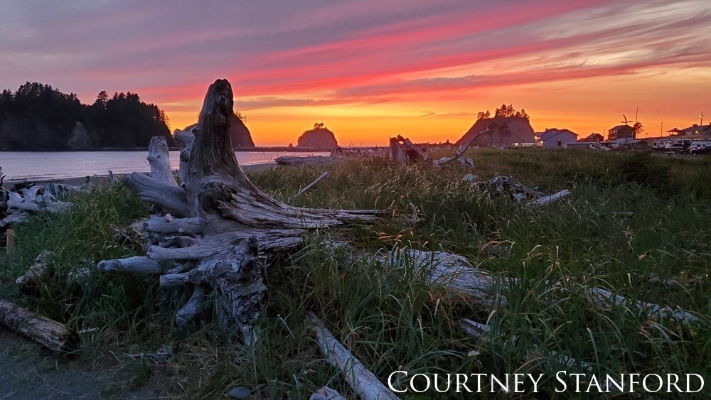 Sunset over a coastline of grasses and driftwood with seastacks in the distance.