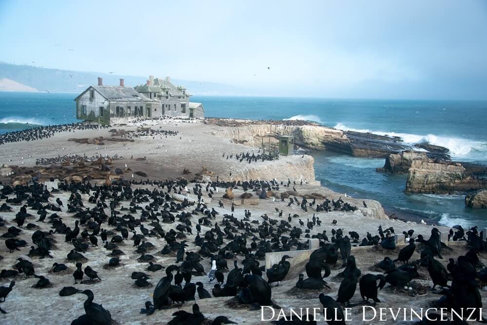 A landscape of a historic building at Año Nuevo Island with many Brandt's cormorants and California sealions in the foreground. There are also brown pelicans and Northern elephant seals in the backround.