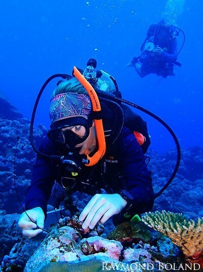A diver ties a small scientific monitor to the bottom.