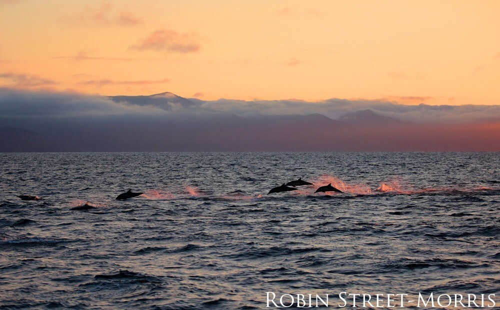 Long-beaked common dolphins stampede past Santa Cruz Island.