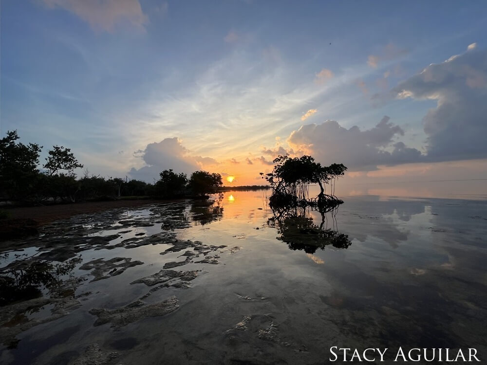 Silhouette of mangroves along the shoreline on Sugarloaf Key at sunrise.