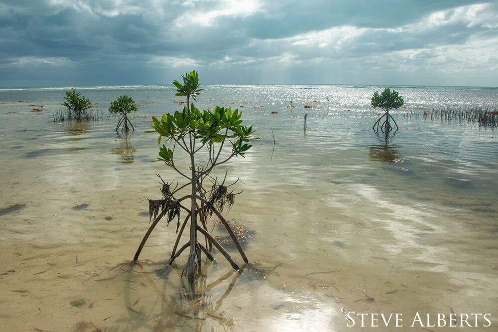 Young mangrove trees in mudflats.