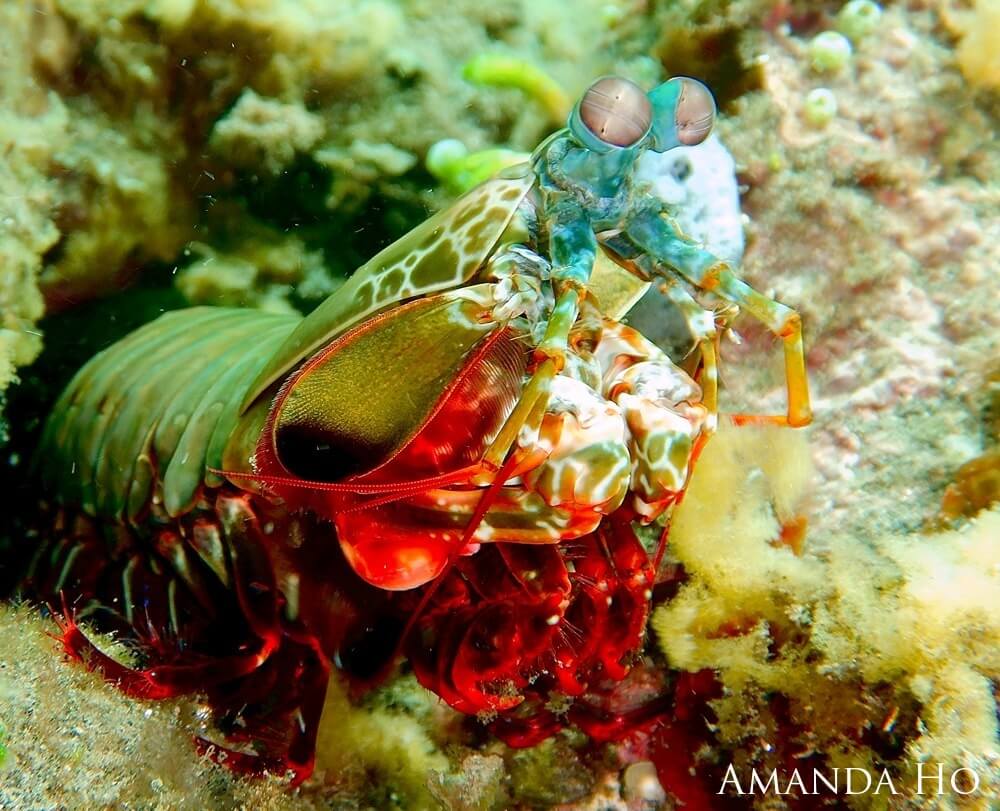 A colorful peacock mantis shrimp sitting on the sand of the seafloor.