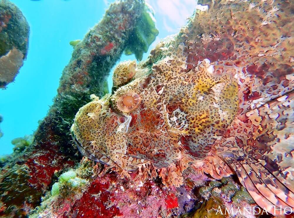 A scorpion fish sits atop a reef.