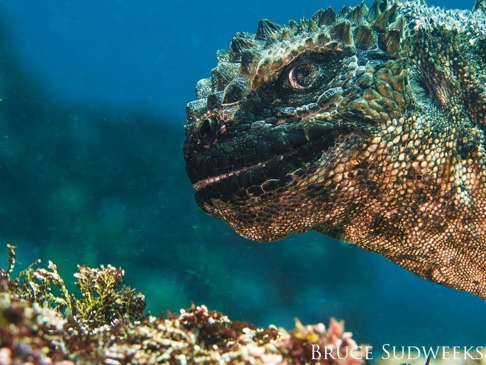 A marine iguana looks sideways at the camera and appears to be smiling.