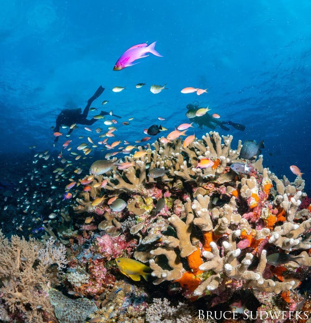 A diver is seen in the background of a large coral reef, decorated with fish.