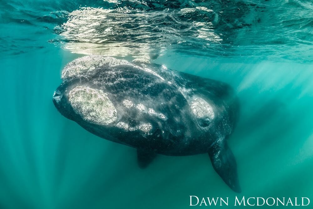 A Southern right whale is seen swimming towards the camera, about to break the surface.