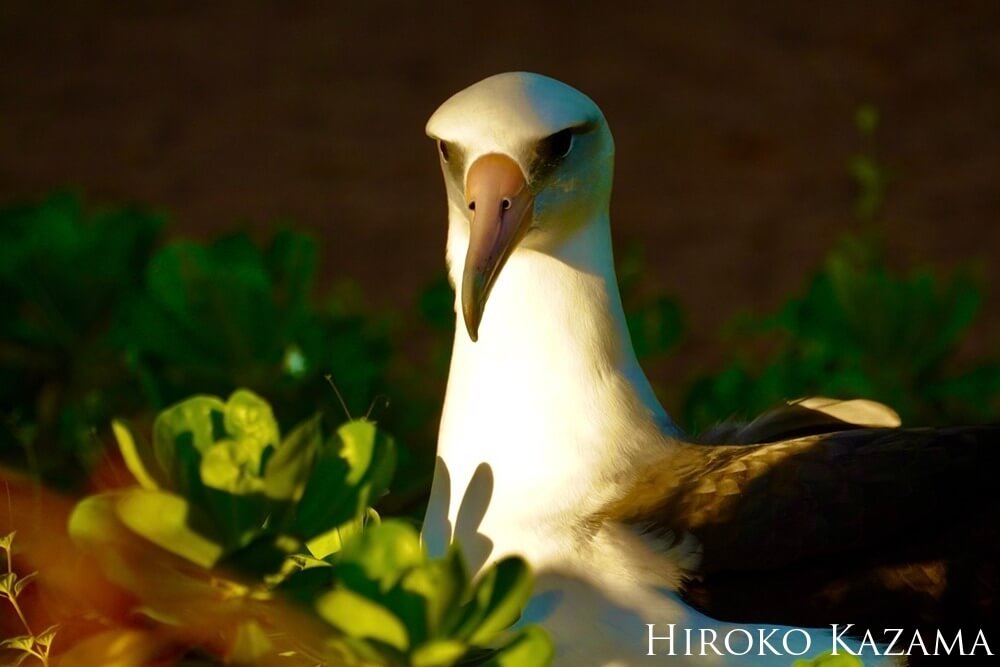The lysan albatross is seen sitting in the foliage facing the sun.