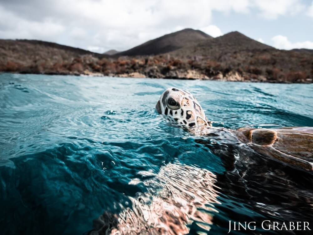 A green sea turtle surfaces to breathe with dark mountains in the background.