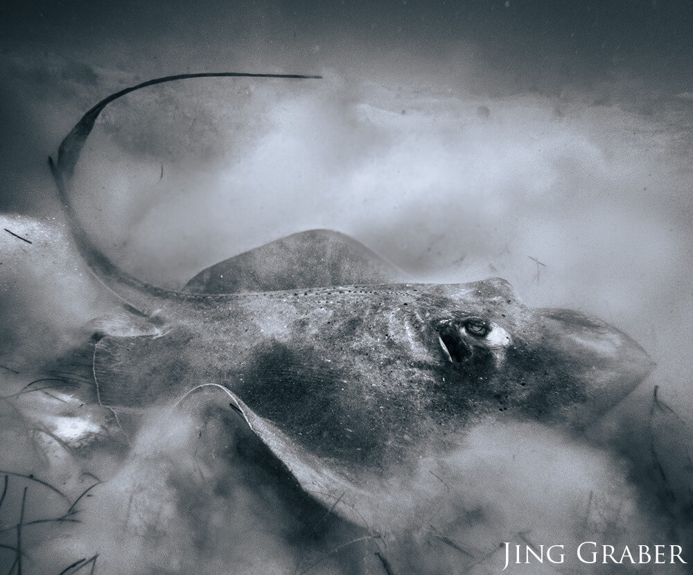 A southern stingray (Hypanus americanus) feeds, surrounded by clouds of sand within the St. John National Park.