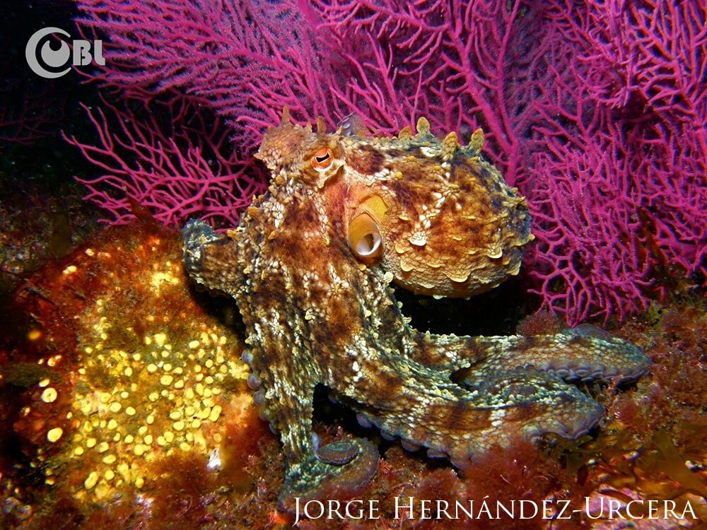 A textured, common octopus in front of pink, vibrant corals.