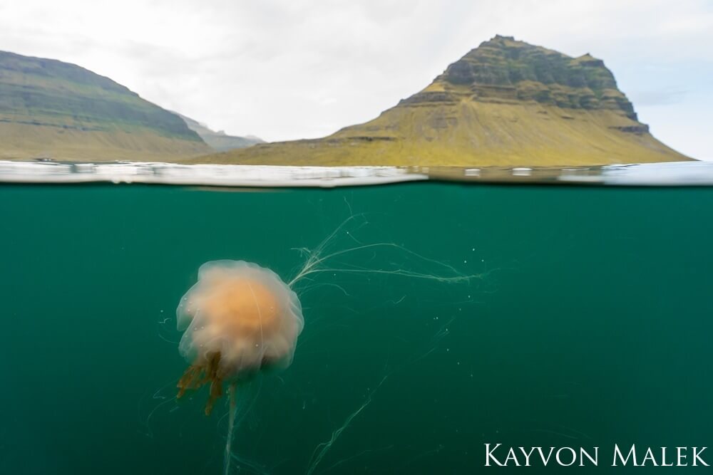 A split, over/under shot showing a lion's mane jellyfish drifting along in front of Iceland's iconic Mount Kirkjufell.