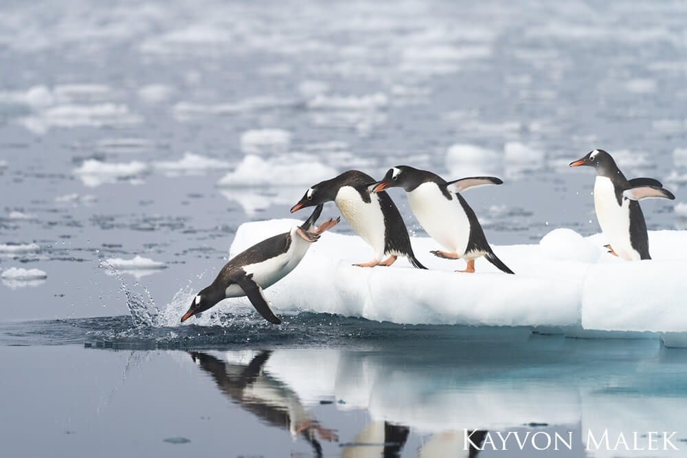 A group of Gentoo penguins (Pygoscelis papua) penguins is seen jumping from ice into the water