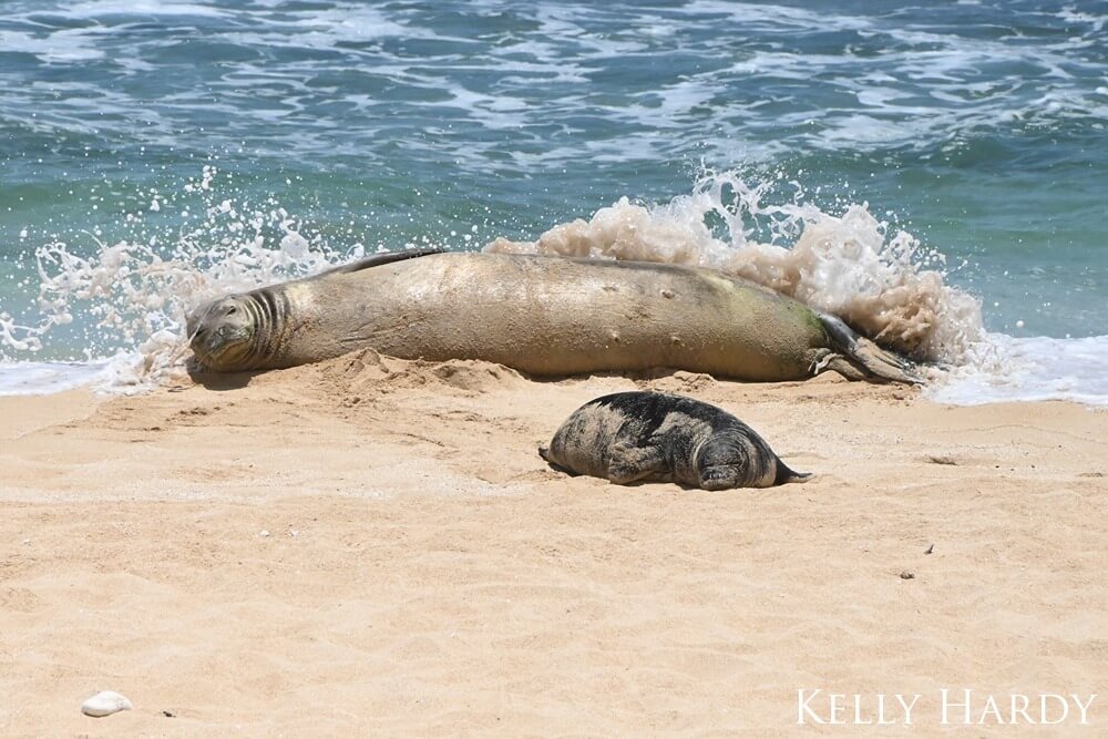 A mother and baby monk seal are seen resting on the shoreline as waves crash over behind them.