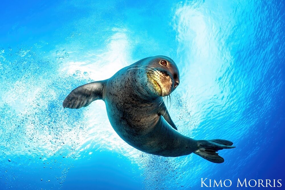 A curious Hawaiian monk seal peers down in the water to look at the camera.