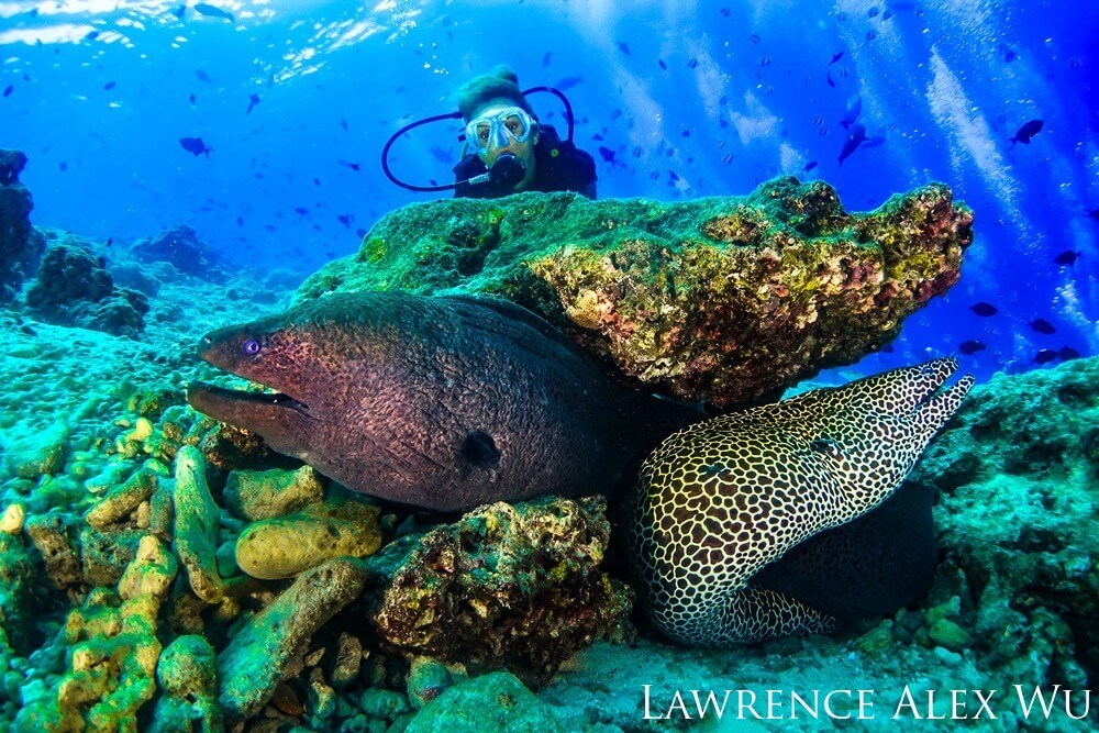 A diver poses behind a rock outcropping with a green moray and a honeycomb moray.