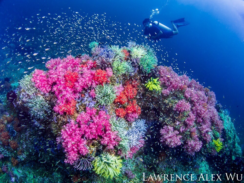A diver hovers over a coral outcropping decorated in colorful coral formations.