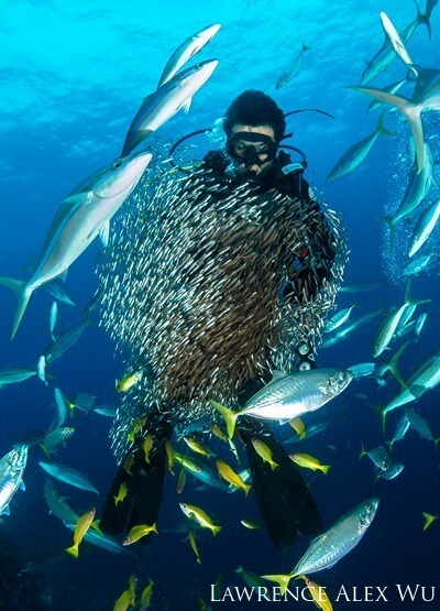 A diver looks down as he is surrounded by a variety of silver fish, who ball around him.