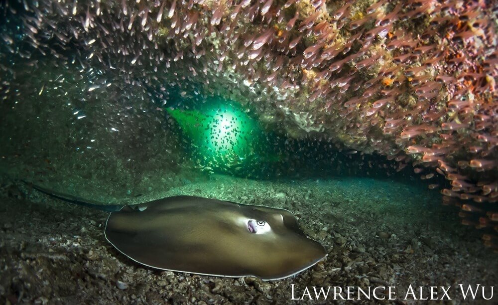 Smooth stingray accompanied by fish in a cave.