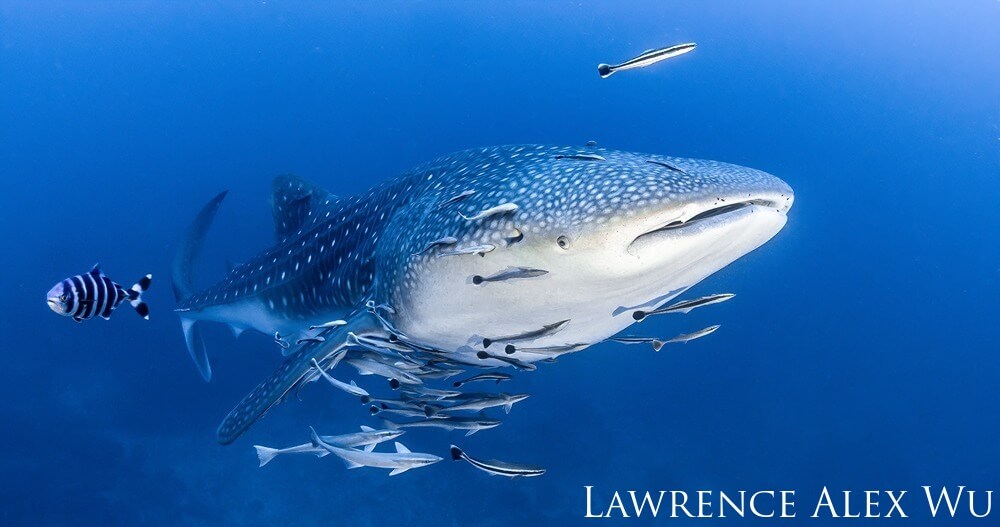 A whale shark is seen swimming through the water, surrounded by smaller silver fish.