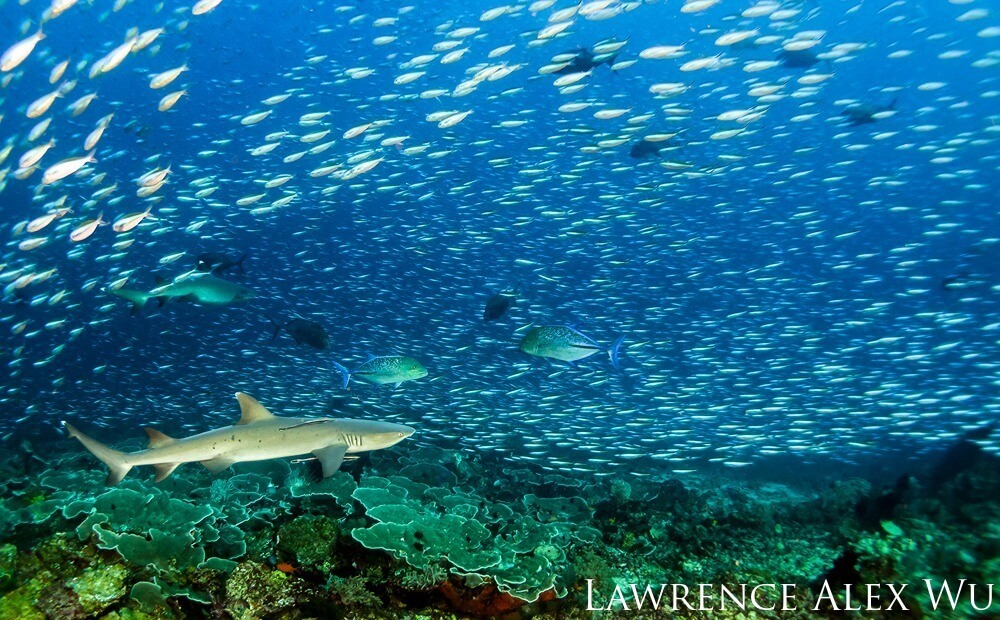 A whitetip shark is seen swimming amongst a school of jackfish above a vibrant coral reef.