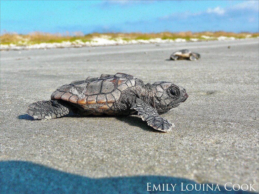 Loggerhead sea turtle hatchlings are seen sitting on the pavenement with sand dunes in the background.