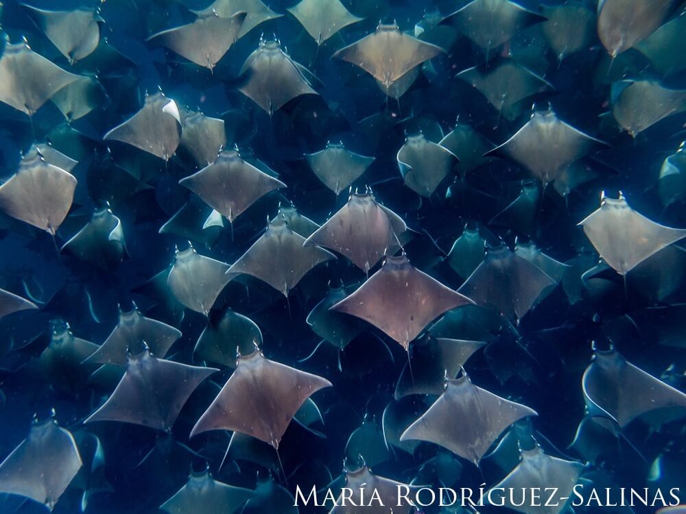 Aggregation of pygmy devil rays swim together through the dark blue water.