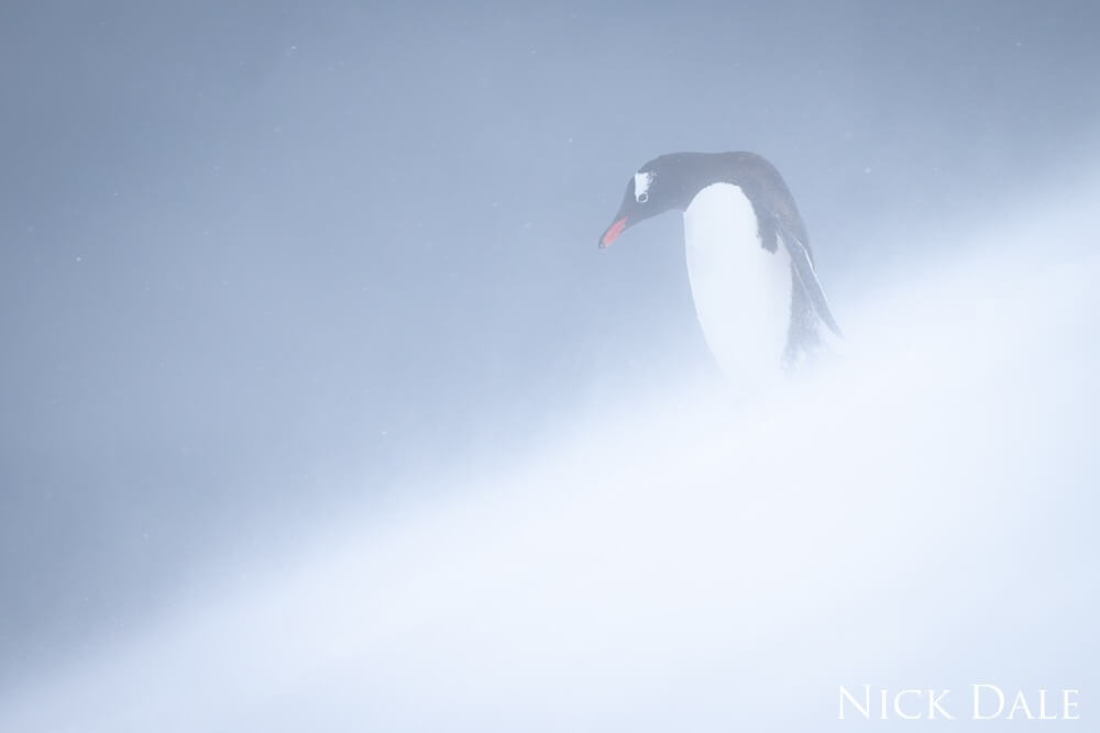A gentoo penguin stands in profile at the top of a snowy slope, holding its flippers by its sides and thrusting its head forward. It has a white chest, black and white head and red beak, but everything is blurred by a fierce blizzard. 