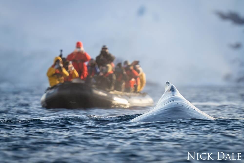 A humpback whale surfaces just in front of an inflatable boat packed with photographers wearing multicoloured jackets and carrying cameras. The whale's dorsal fin is visible above the waves, and in the background can be seen a steep cliff covered in snow. 
