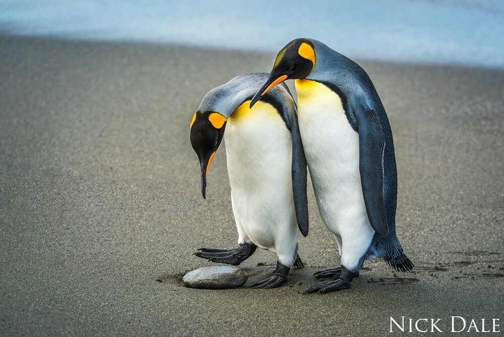 Two penguins look at a rock on the beach. The penguins both have black and orange heads, white breasts with orange patches at the throat, grey backs and flippers and black feet.