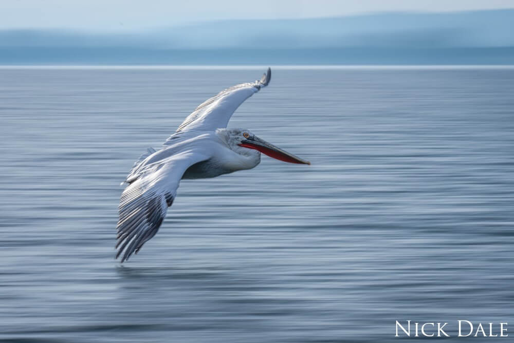 A Dalmatian pelican glides over a lake in bright sunshine with the water turned into blurred streaks. It has white plumage with an orange eye and a red and black beak. 