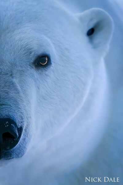 A male polar bear stares towards the camera with a single golden eye on the left side of his face. He has whitish fur that has a blue tinge in the early morning light.