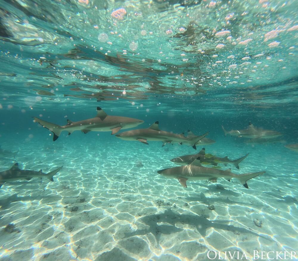 A group of blacktip sharks swim in shallow water.