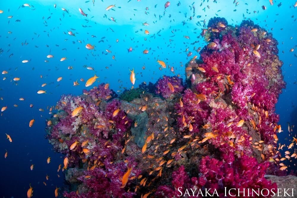 A coral pinnacle covered in colorful growth, reaching toward the surface surrounded by colorful fish.