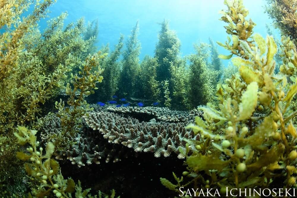 A bed of seaweed reaching the surface of the water from the seafloor.