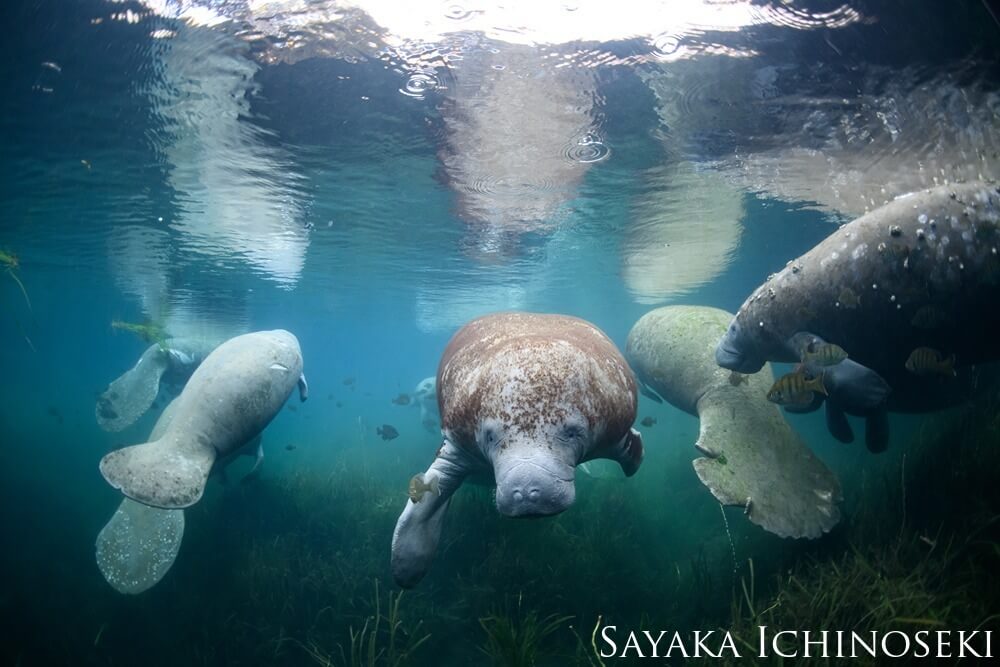 A group of manatees float in the clear waters of a spring.